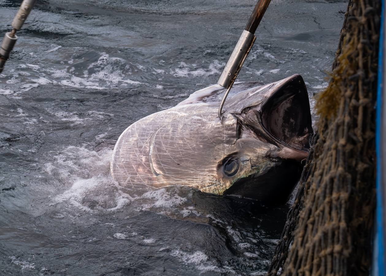 Fotos: las imágenes de una levantá de atún rojo en Cádiz