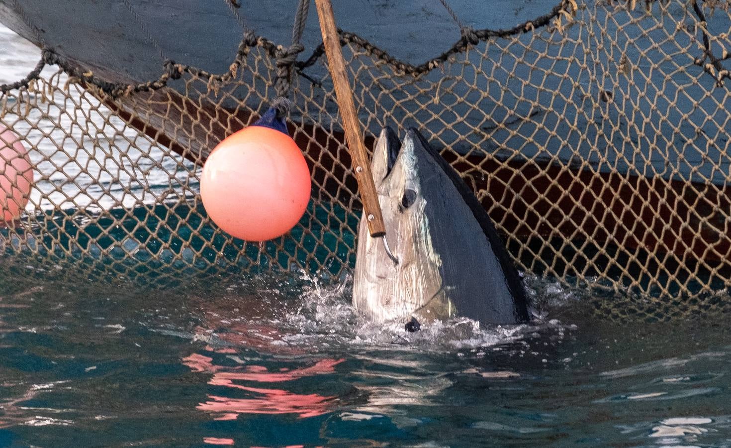 Fotos: las imágenes de una levantá de atún rojo en Cádiz
