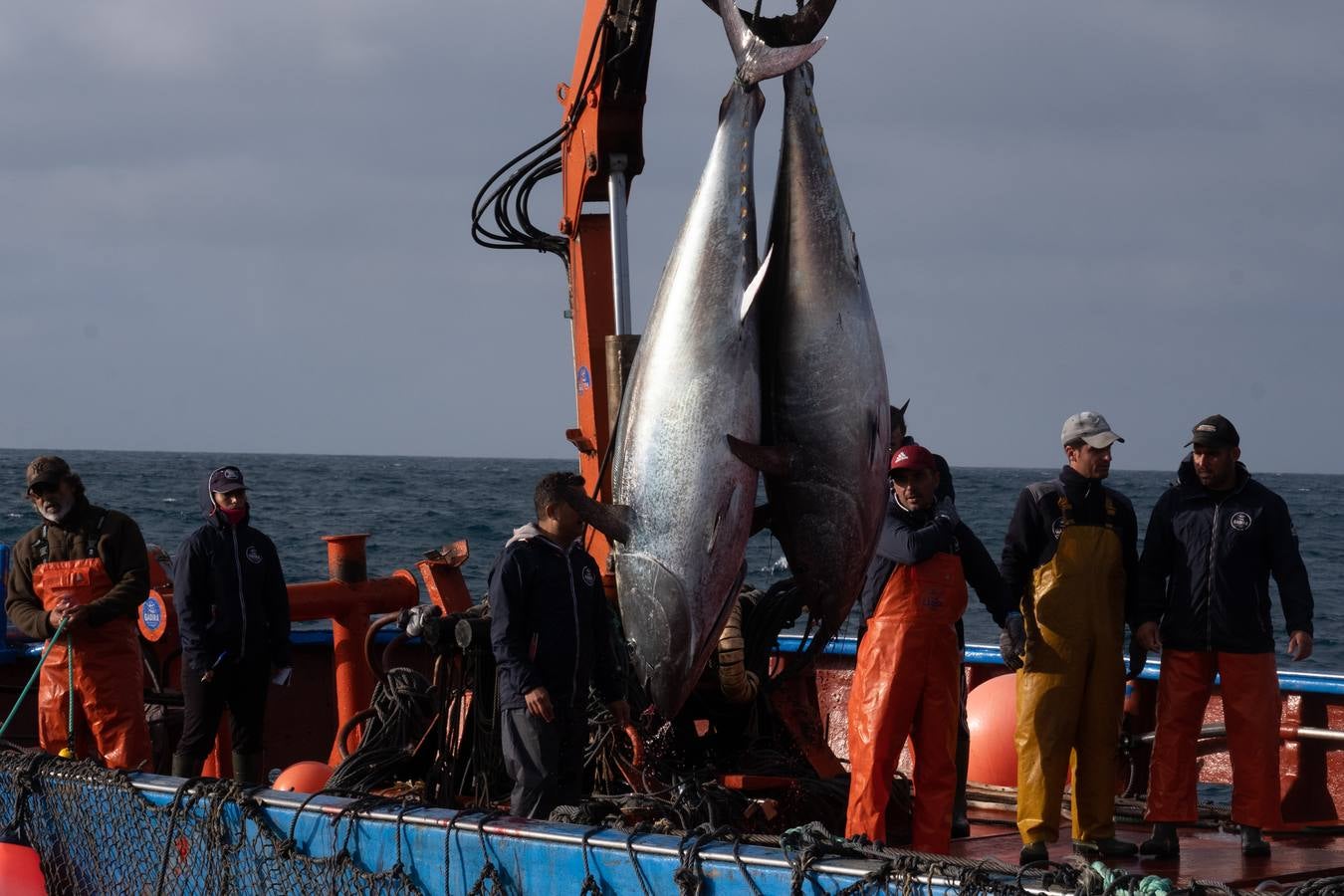 Fotos: las imágenes de una levantá de atún rojo en Cádiz