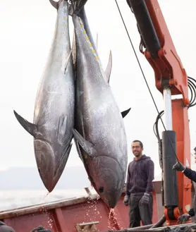 Imagen secundaria 2 - Historia de una levantá en Conil: «Es una barbaridad la cantidad de atún rojo que hay; ya hemos tenido que soltar pescado»