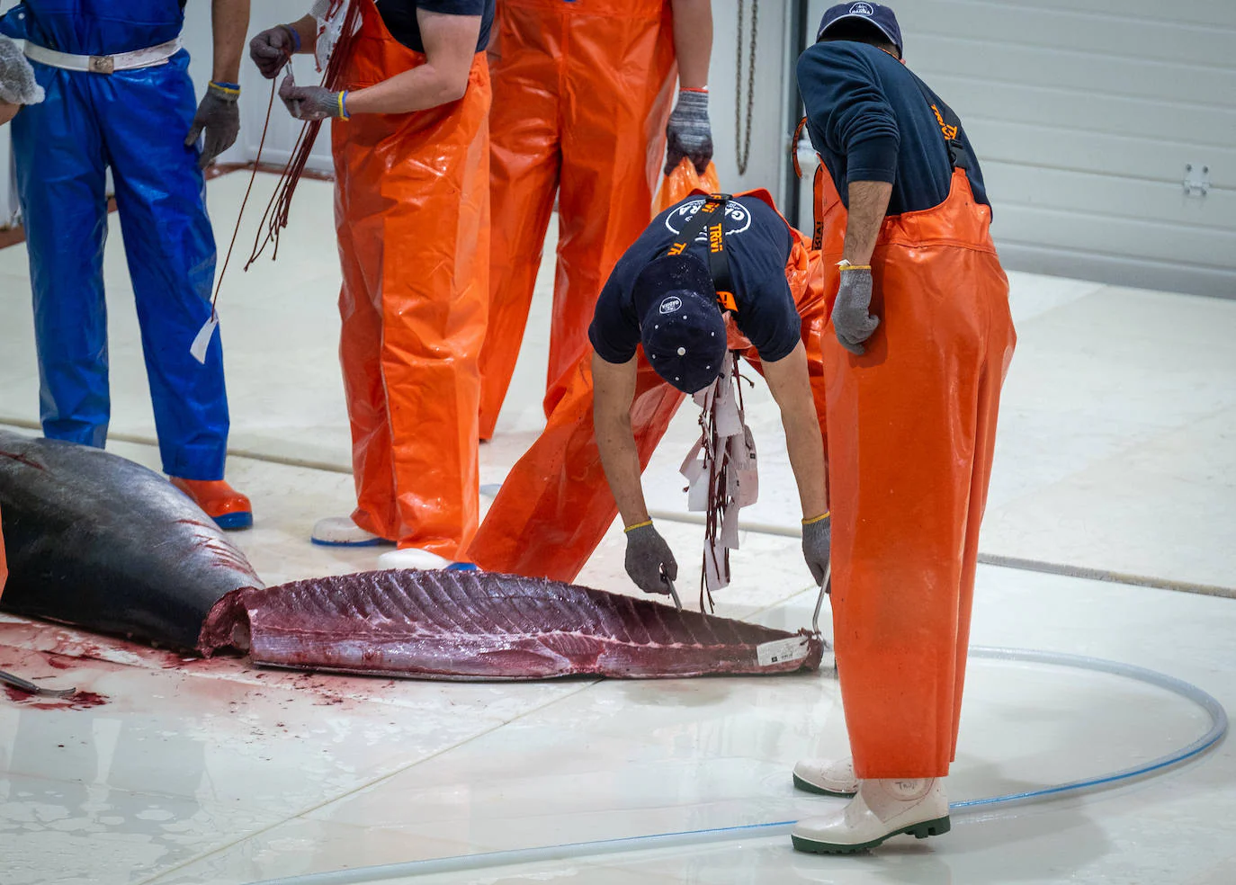 Fotos: el ronqueo del atún rojo en la provincia de Cádiz