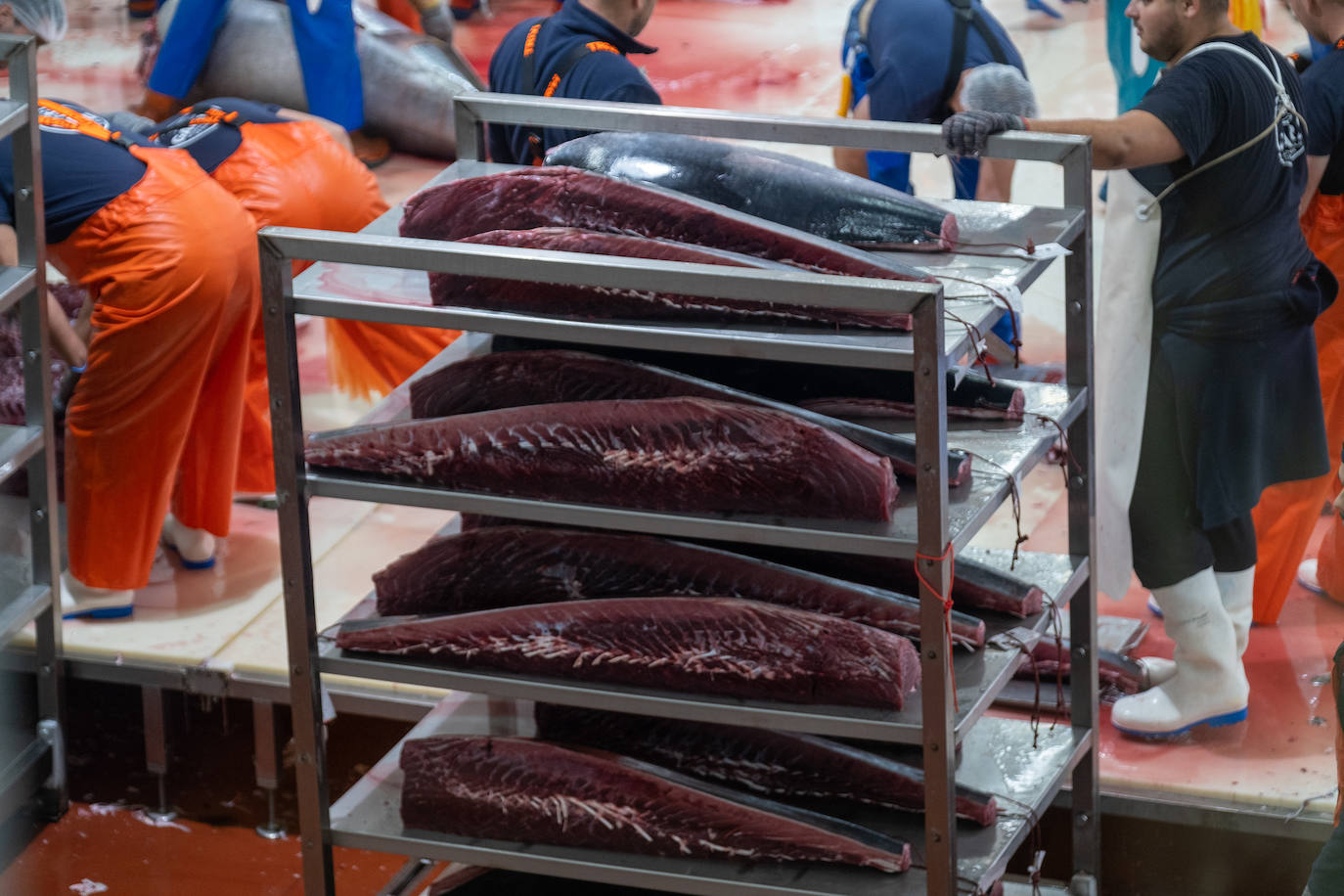 Fotos: el ronqueo del atún rojo en la provincia de Cádiz