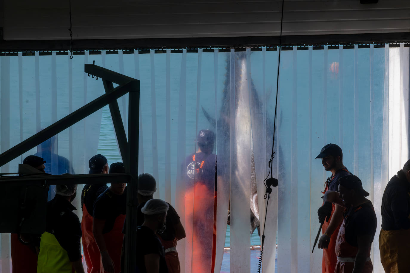 Fotos: el ronqueo del atún rojo en la provincia de Cádiz