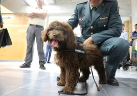 Enzo, el cachorro de cuatro meses que acaba de ingresar en la Guardia Civil