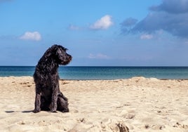 El PSOE de Cádiz, a favor del acceso de los perros a la playa fuera de la temporada de baño