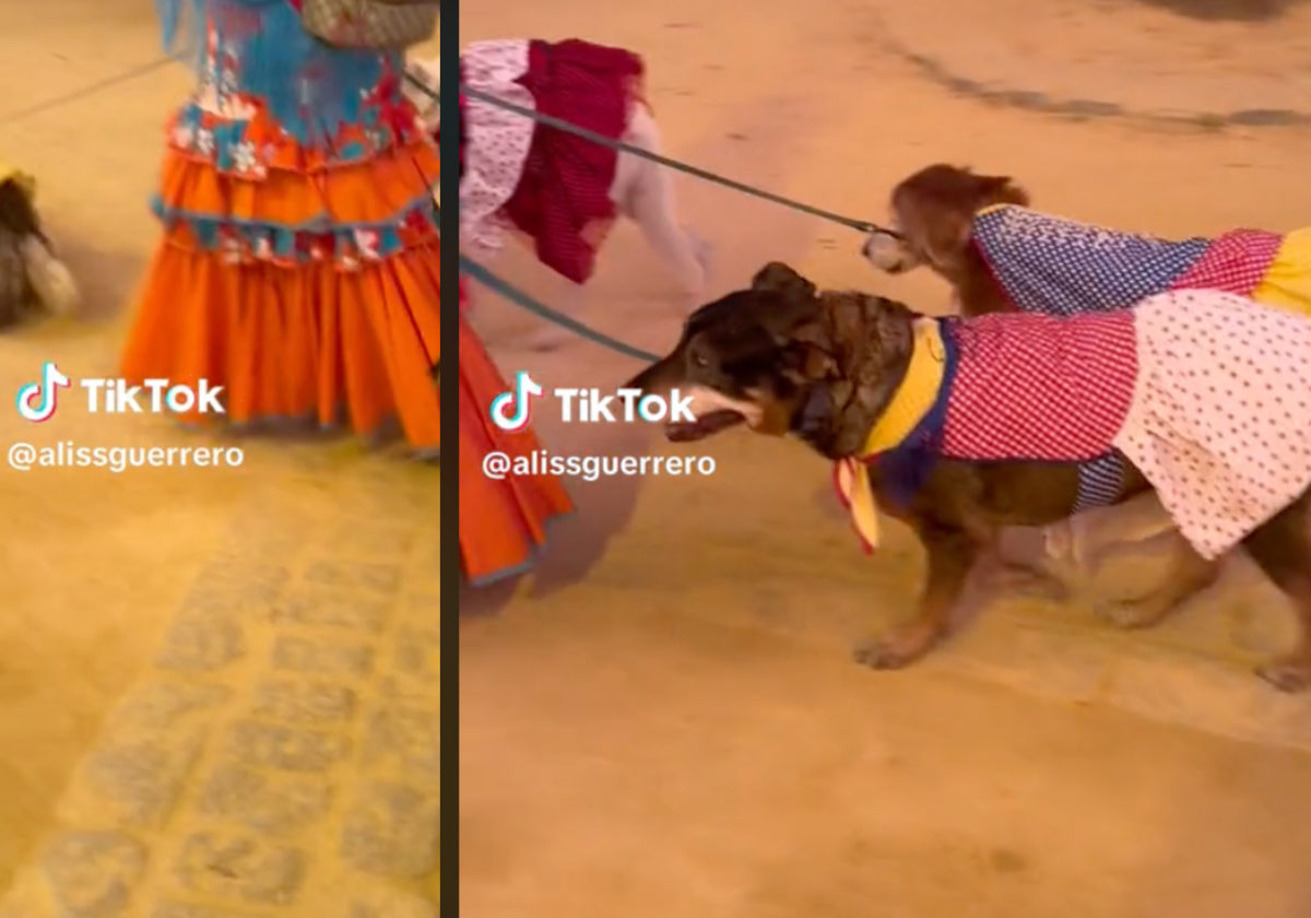 El traje viral de los perros que ya han visitado la Feria del de Jerez