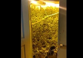 Desmantelado un cultivo de marihuana con más de 300 plantas en avanzado estado de floración