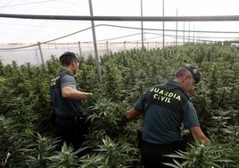 La Guardia Civil desmantela una plantación de marihuana del interior de una casa en Chiclana