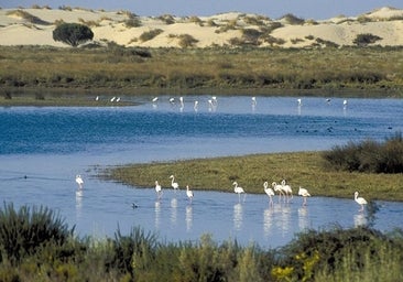 Ribera ve muy difícil construir un megaresort frente a Doñana y no entiende la decisión «tan absurda» de la Junta