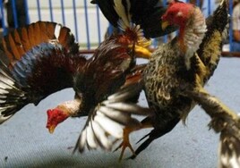 La Guardia Civil interviene en un reñidero de gallos ilegal en una peña gallística de Chiclana