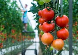 Cádiz exporta frutas y hortalizas por valor de 2.547 millones entre enero y marzo de 2023
