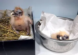 Nacen dos pollos de alimoche en el Zoo de Jerez dentro del programa de cría de esta especie amenazada