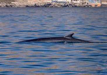 Avistan un ejemplar de la segunda ballena más grande del mundo desde La Línea