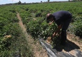 «Se necesitan precios dignos para garantizar el futuro de este oficio»