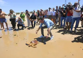 'Villeguita', la nueva tortuga boba que ha liberado Juanma Moreno en Punta Candor