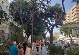 Trabajadores de parques y jardines de Cádiz cuestionan el plan de arbolado de Kichi y lo califican de «fracaso»