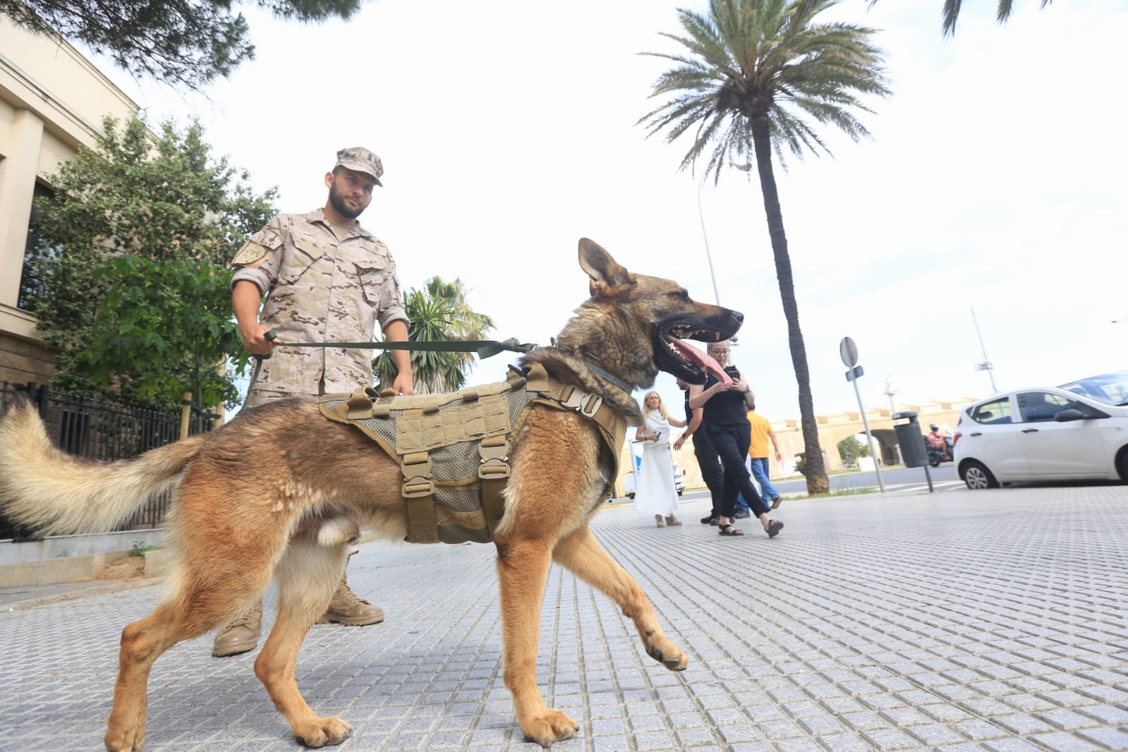 Las imágenes de la campaña de sensibilización para la tenencia responsable de mascotas