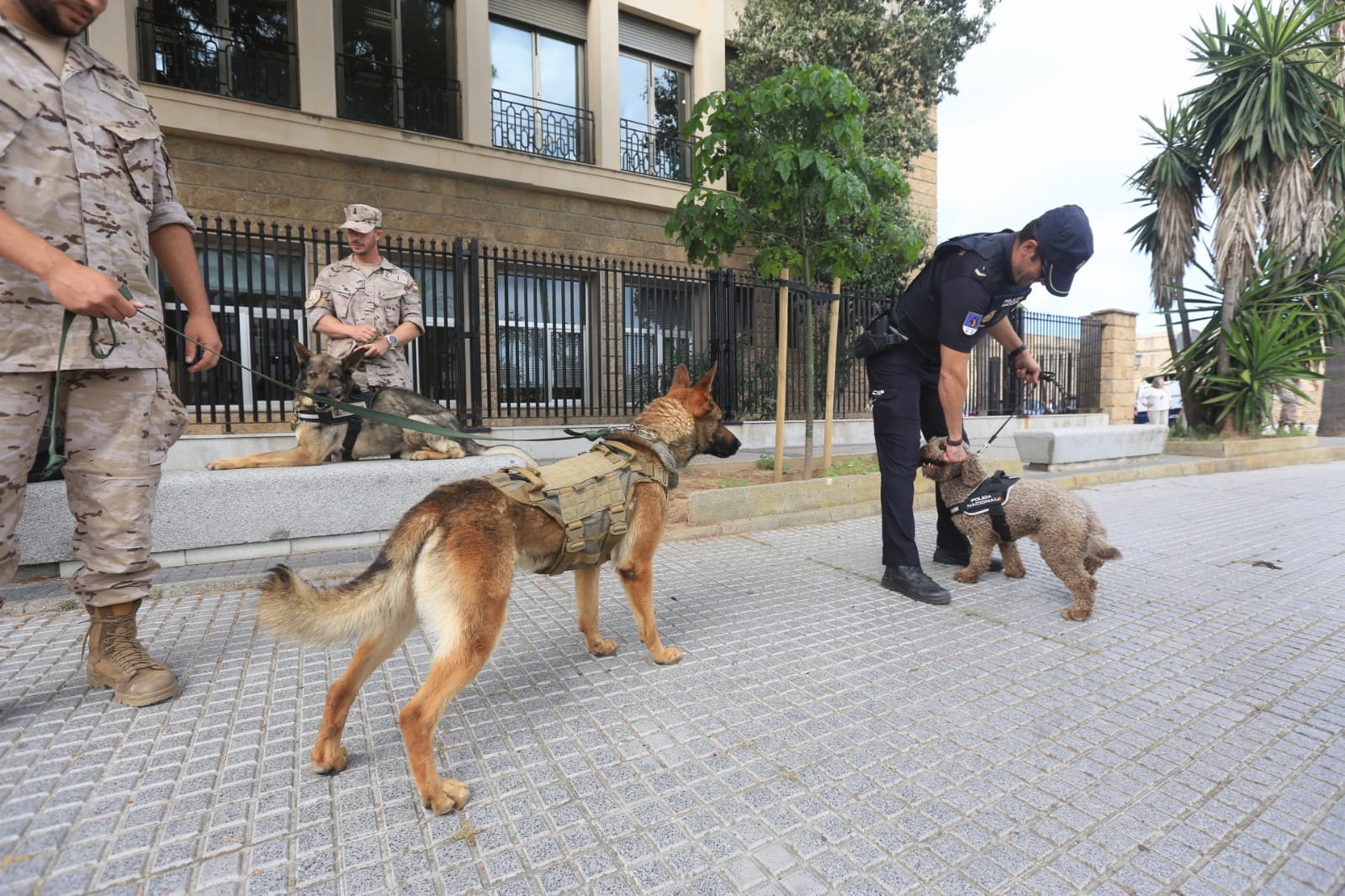 Las imágenes de la campaña de sensibilización para la tenencia responsable de mascotas