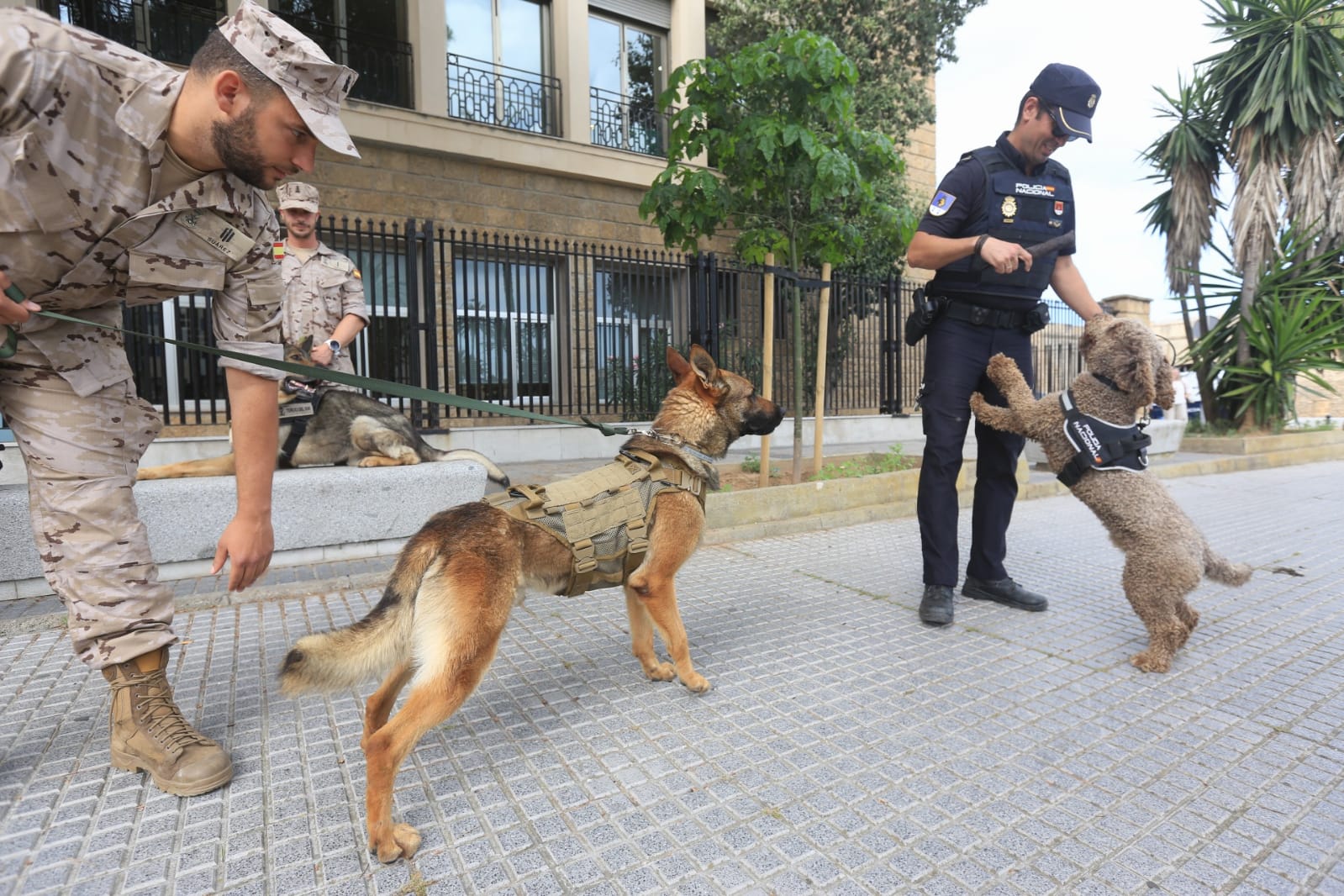 Las imágenes de la campaña de sensibilización para la tenencia responsable de mascotas