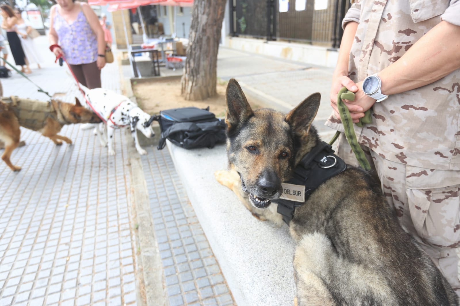 Las imágenes de la campaña de sensibilización para la tenencia responsable de mascotas