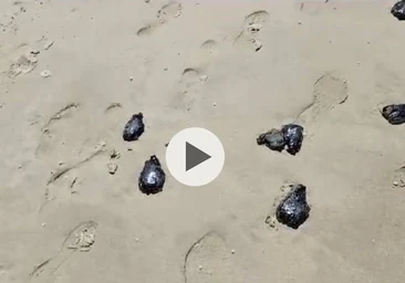 El extraño molusco que ha invadido las playas de Cádiz