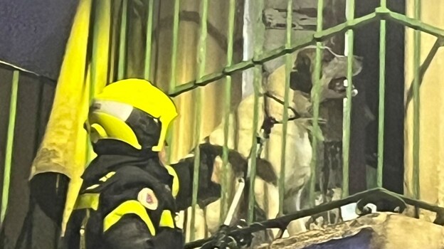 Rescatan a dos perros en el incendio de una casa abandonada en Jerez