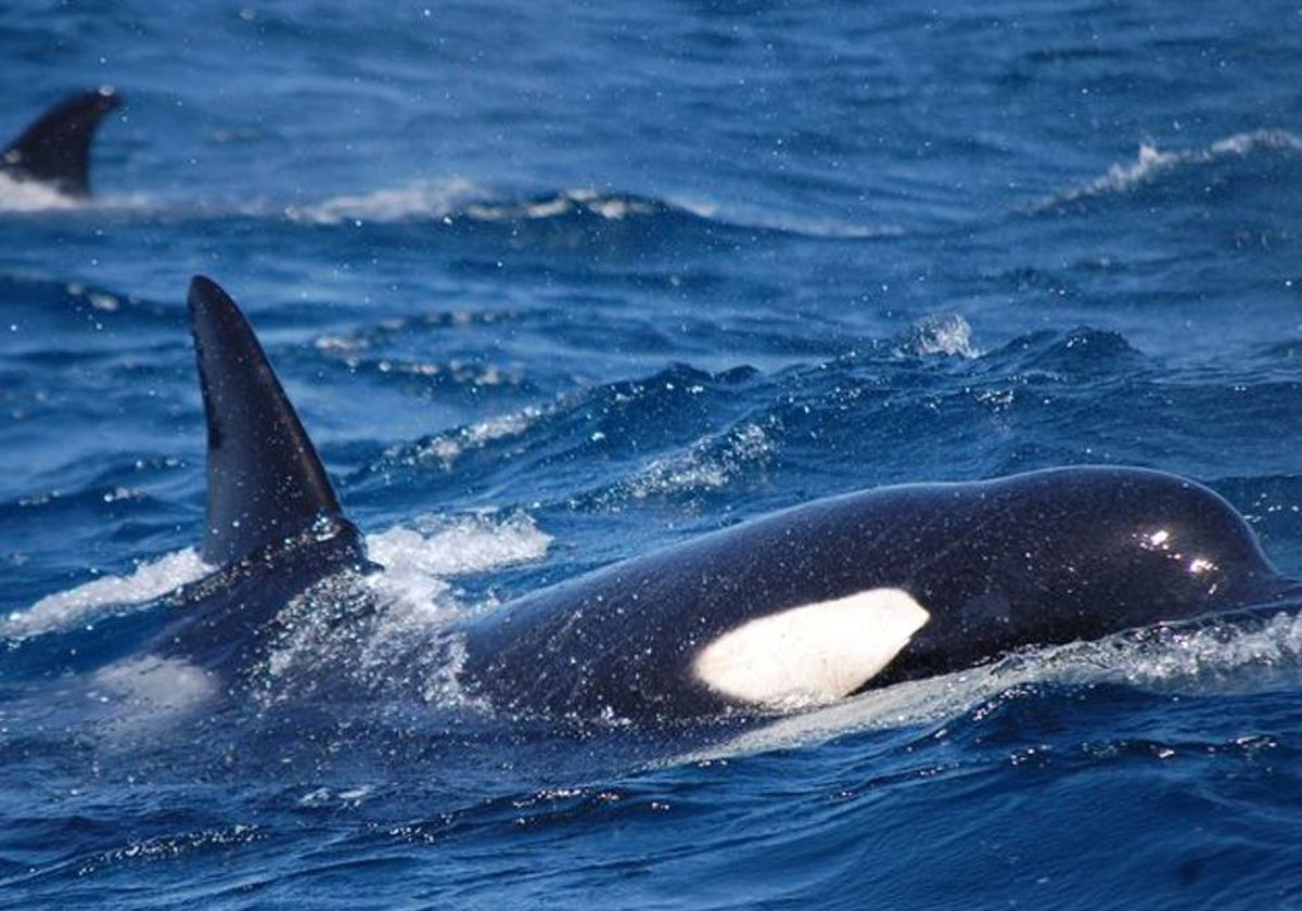 Orcas en Cádiz