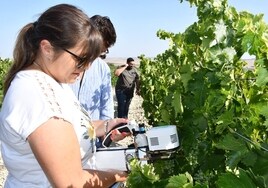 El proyecto de cultivo ecológico de la uva Pedro Ximénez alcanza su ecuador convenciendo en catas