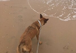 La provincia de Cádiz estrena su tercera playa para perros