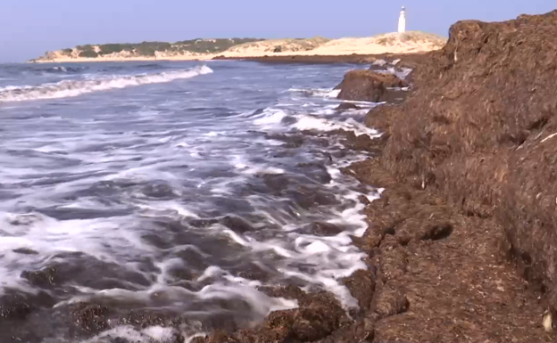 Las algas, a pie de playa en Los Caños.