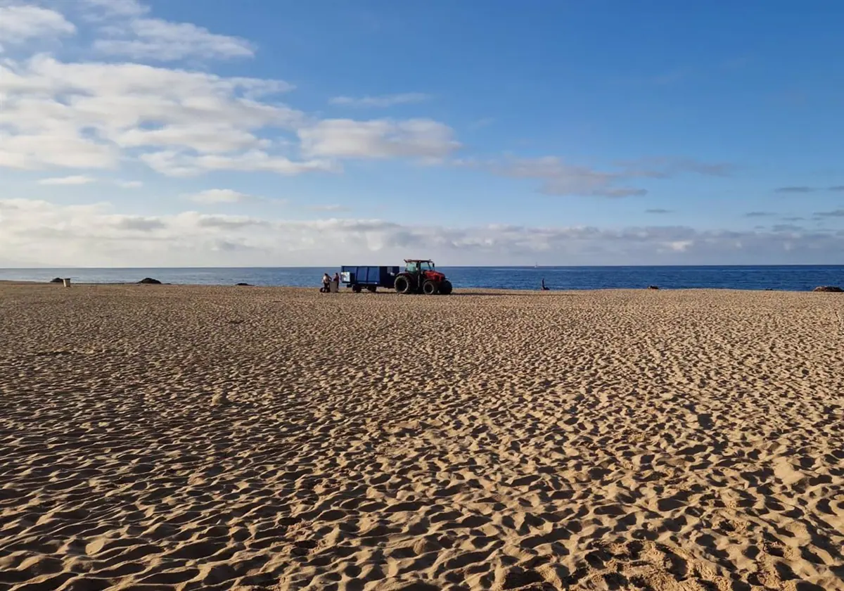 Ayuntamiento de Barbate y comerciantes limpian de algas las playas de Los Caños de Meca