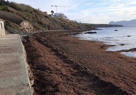Las playas de Cádiz afectadas por las algas invasoras