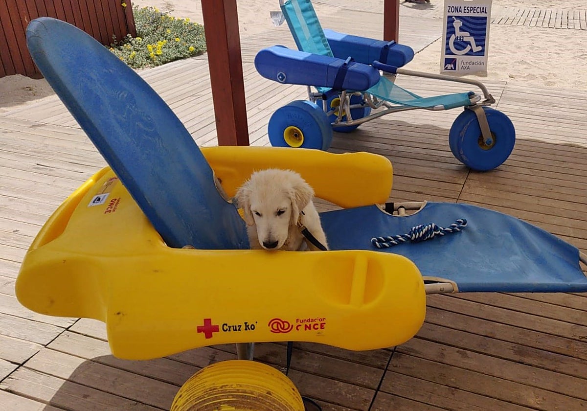 Chui, el cachorro que se convertirá en el primer socorrista canino en la playa de la Barrosa de Chiclana