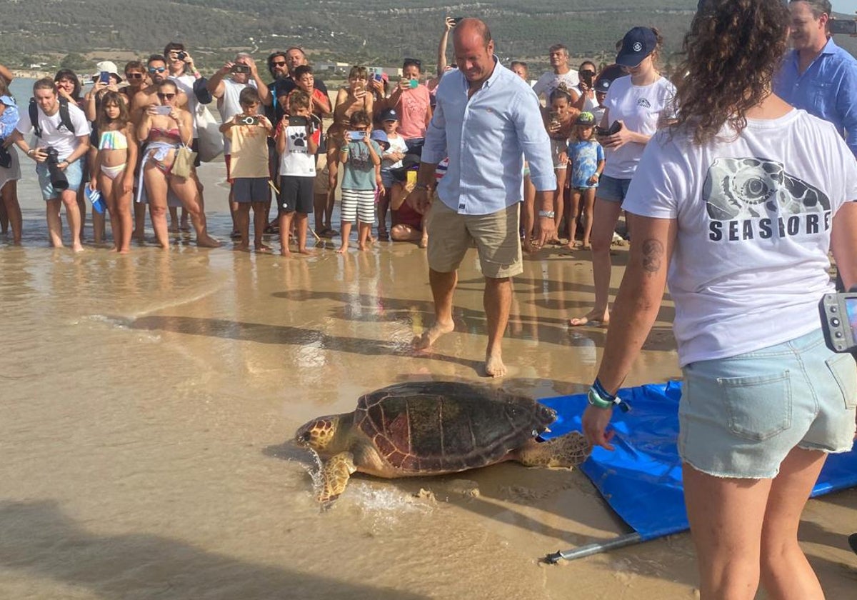 &#039;Aurorita&#039; y otras cuatro tortugas bobas más regresan al mar tras ser liberadas en la playa de Bolonia