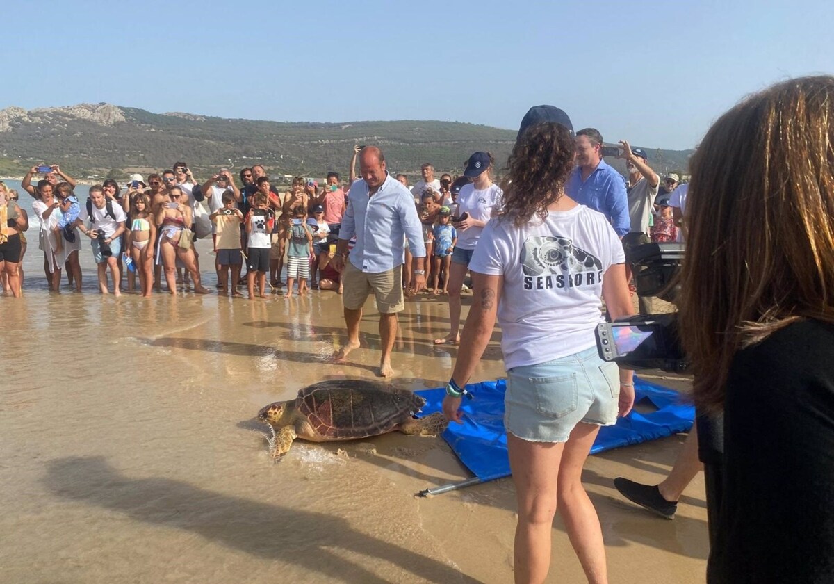 Devuelven a cinco tortugas bobas recuperadas a su medio natural en la playa de Bolonia