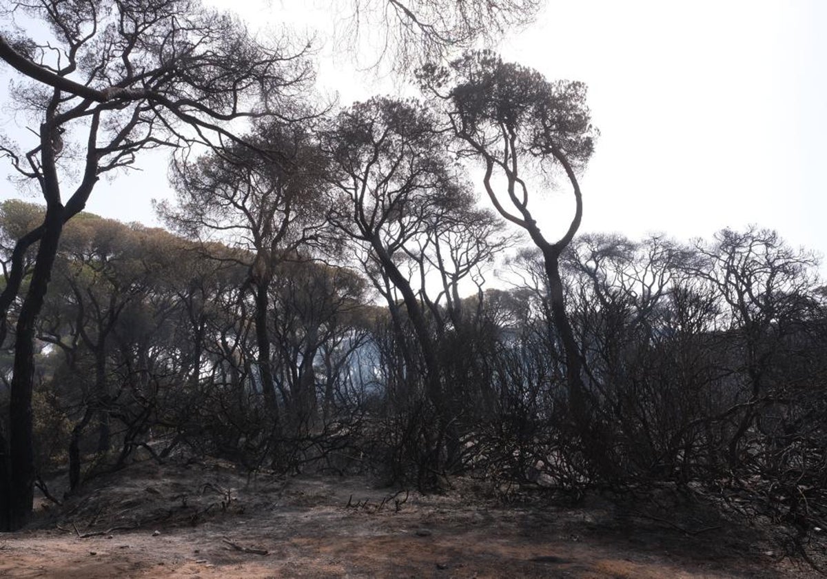 Estado en el que ha quedado el parque de Las Canteras tras el incendio.