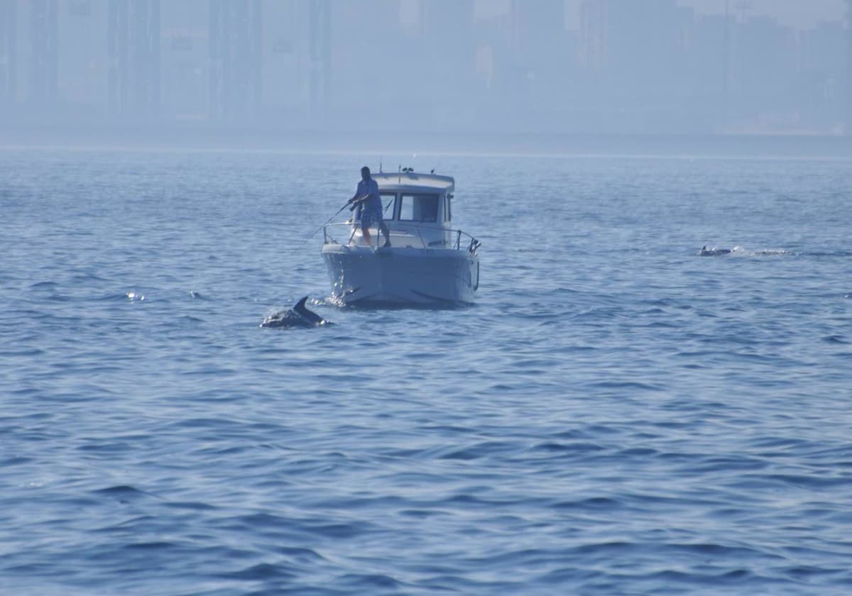 Verdemar ve «amenazado» al delfín común en la Bahía de Algeciras a causa de la «pesca deportiva ilegal»