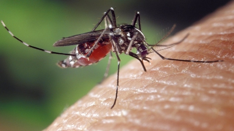 Los análisis revelan la presencia del Virus del Nilo Occidental en los mosquitos capturados en Barbate y Vejer