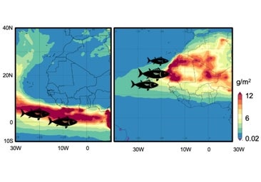 El polvo del Sáhara influye en la migración y pesca del atún listado del Atlántico