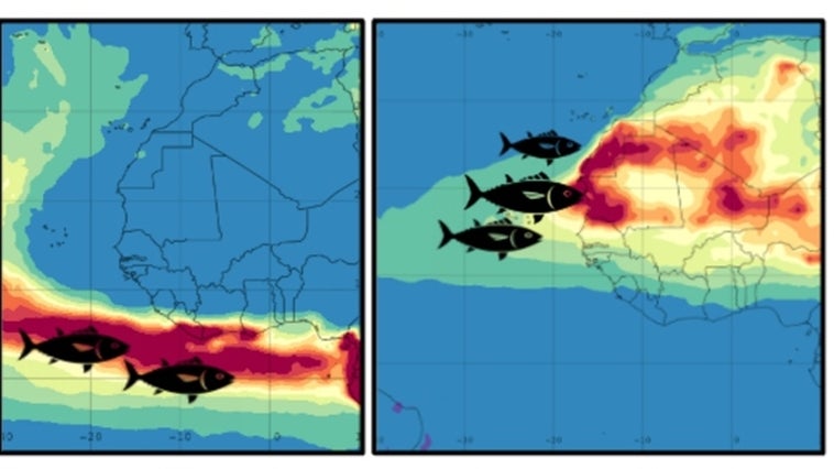 El polvo del Sáhara influye en la migración y pesca del atún listado del Atlántico