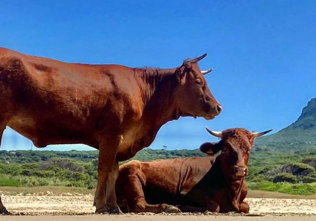 La Junta subraya la labor que realizan los jóvenes ganaderos en la Sierra de Cádiz