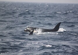 Las orcas, amenaza para el sector