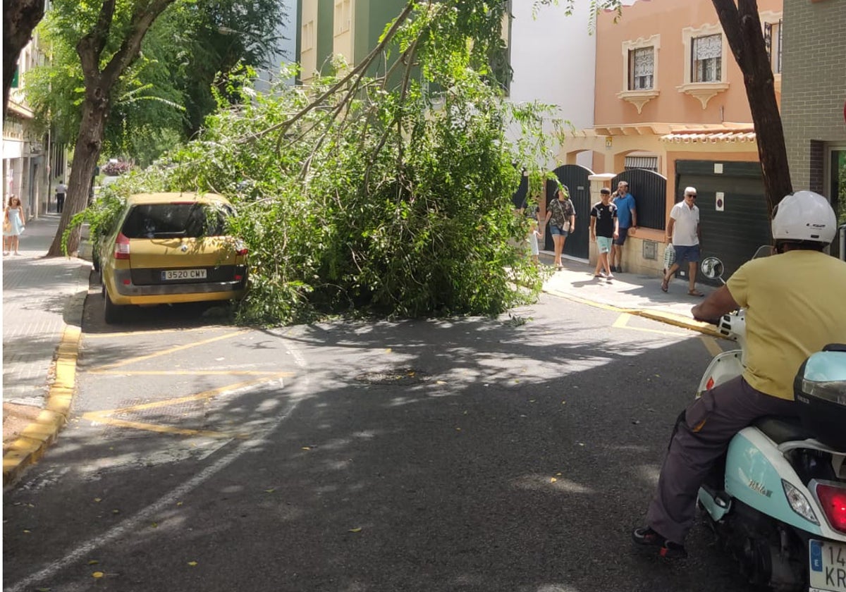 Un árbol se desploma en Cádiz y obliga a cortar el tráfico en Acacias