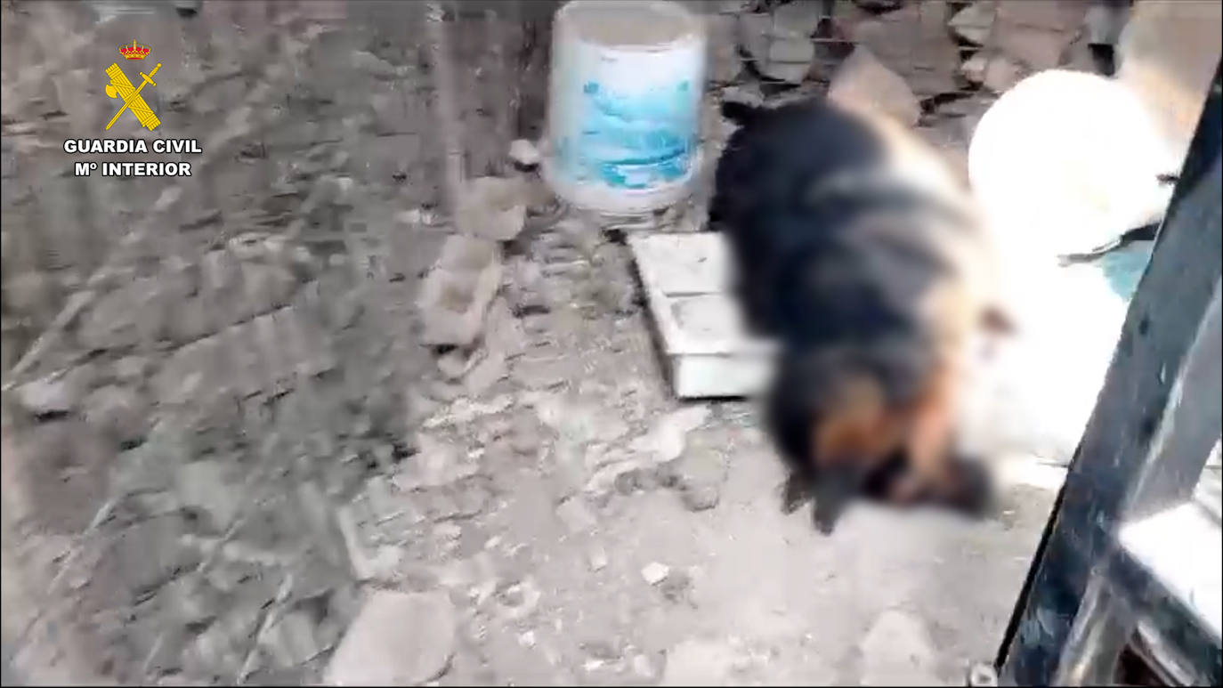 Detenido el responsable de la muerte de dos perros por maltrato animal en San José del valle