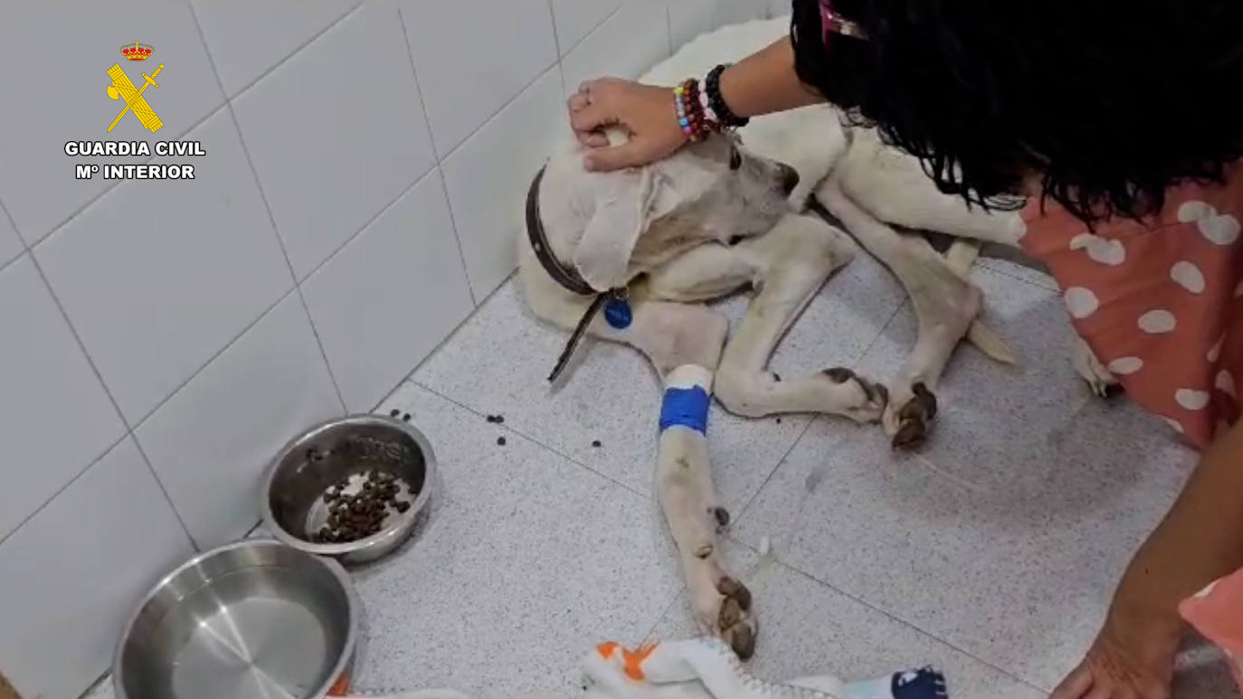 Detenido el responsable de la muerte de dos perros por maltrato animal en San José del valle