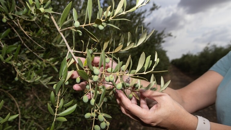El precio del aceite de oliva se dispara: un 52,5% más caro que hace un año y un 8,7% más alto que en julio