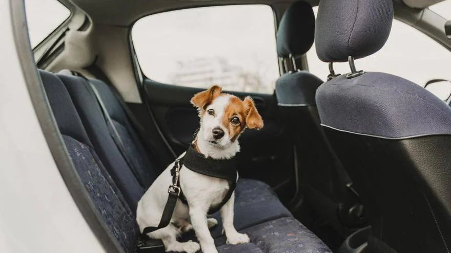 Cómo deben viajar los perros en el coche con la nueva ley de bienestar  animal?