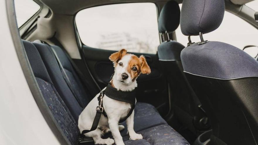 Viajar con tu perro en coche: normativa y sistemas de seguridad