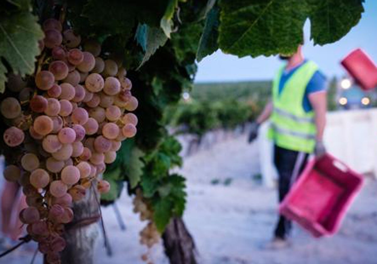 La vendimia en el Marco de Jerez finaliza con casi 50 millones de kilos de uva, un 12,3% más que en 2022