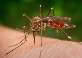 El virus del Nilo sigue presente en mosquitos en diversos municipios de la provincia de Cádiz